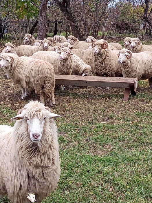 De vânzare 20 oi . Preț 1000 lei bucata