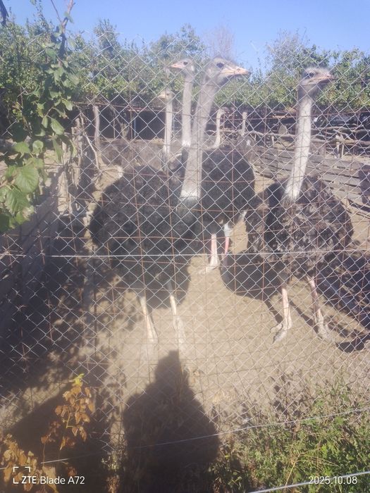 Familii de strut adulte de vânzare crescute și hrănite corespunzător