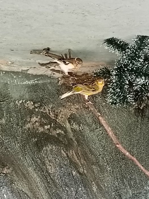 Vând canari tineri