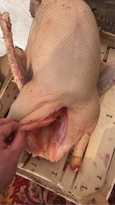 Қаздың еті, мясо гуся