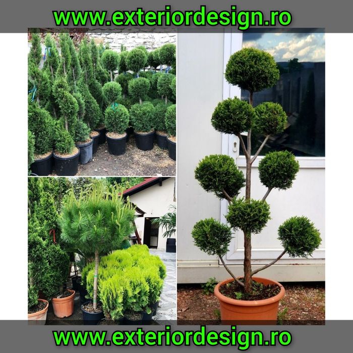 Brazi argintii/verzi plante ornamentale, tuia spiralata, palmieri 1m-6