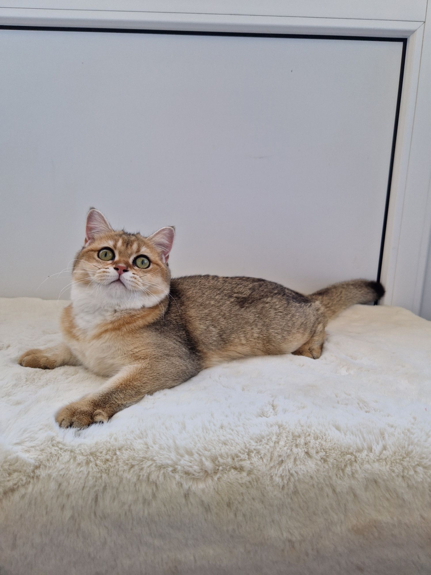 British shorthair golden