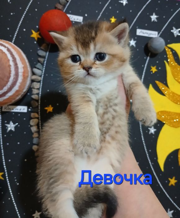 Котята скотиш фолд страйтт