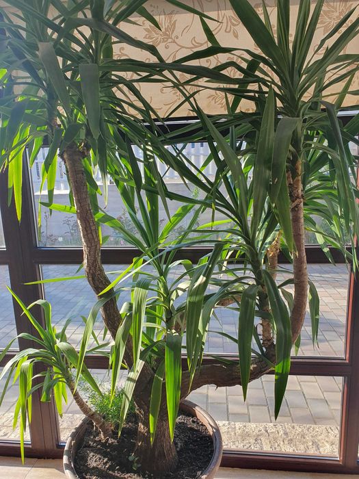 Yucca, planta decorativa impresionanta, deosebita, cu ghiveci elegant