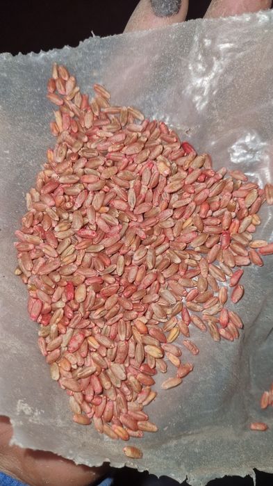 Пшеница для посева