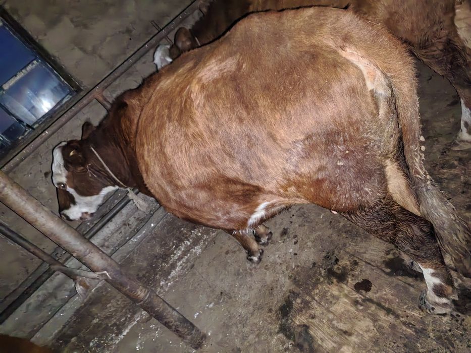 Сиыр сатылады (3-туған) семіз. Қурайлыда тұр.