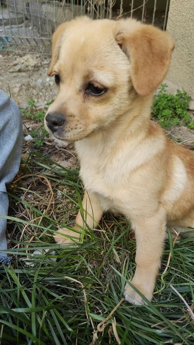 Vând sau donez căței nu sunt de rasă dar sunt iubitori