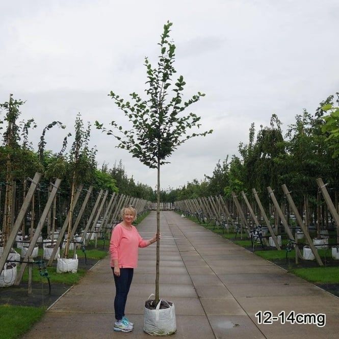 Copaci, Mesteacan Betula, Tei, Platan, Acer Tilia Artar Salcam Catalpa