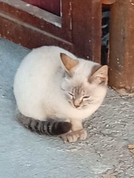 Chiroyli moviy koʻzli mushuk