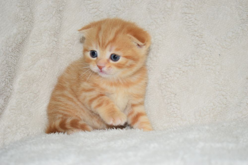 Скоттиш фолд шотландские котята