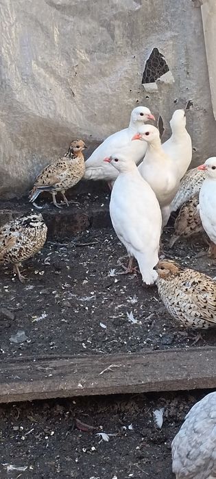 Масков вирджински пъдпъдък
Ku