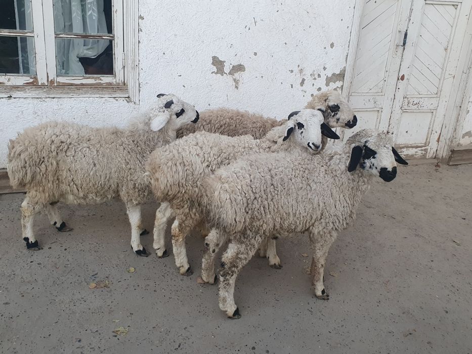 4та эгизак кучкор баррала сотилади Шофирконда