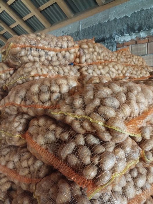 Cartofi consum Carrera 50+0 90 lei