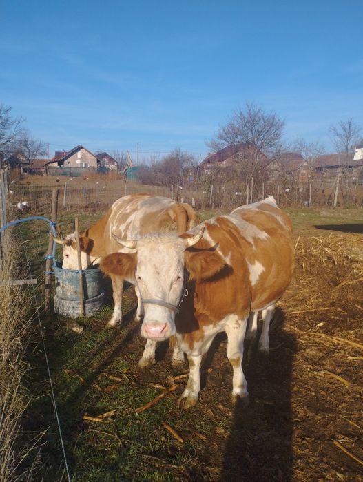 Vând 2 vaci cu lapte