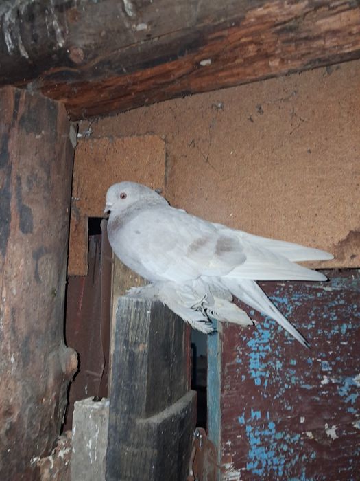 Голуби тасманы 5000тыс