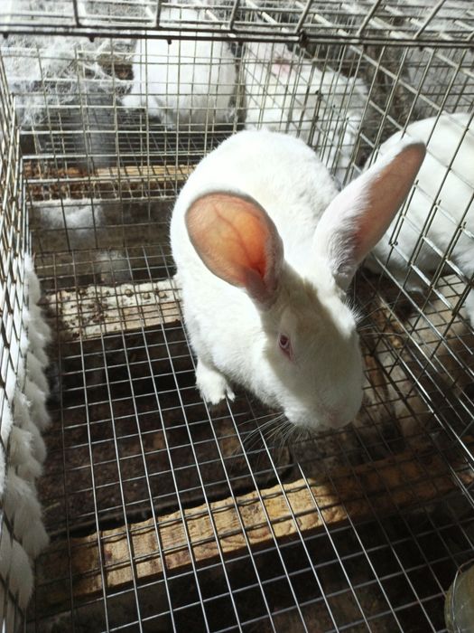 Assalomu alaykum Yangi Zelandiya va Kaliforniya zotli quyonlar sotilad