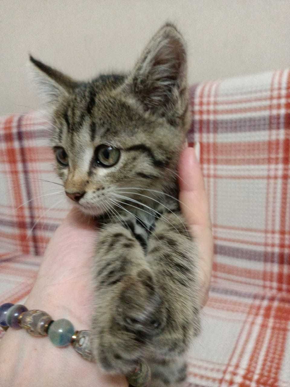 Котенок Бесплатно
