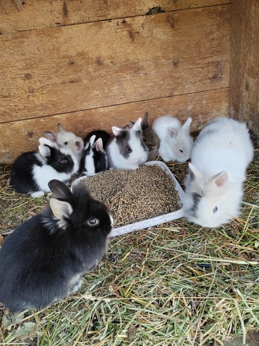 Vând iepurași pitici de companie