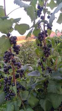 Coacaze negre produse bio ecologice