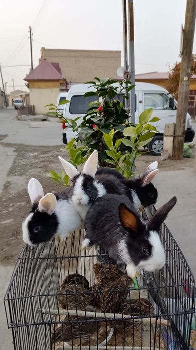 Parodali quyonlar pandacha