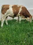 Vând viței…………..