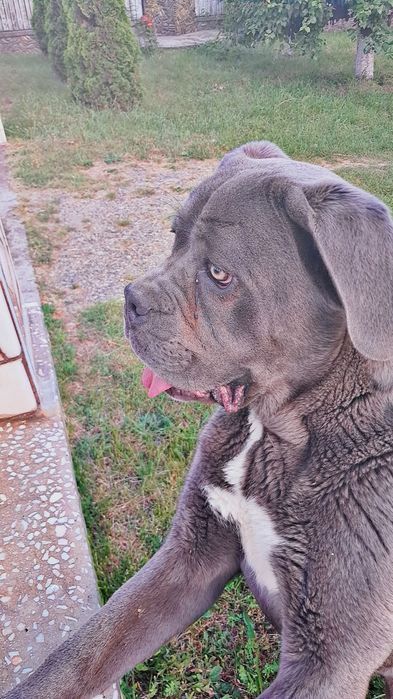 Vand cane corso femela