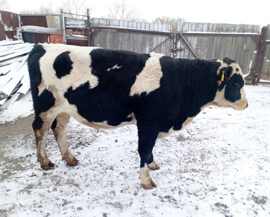 Продам быка (откормленный)