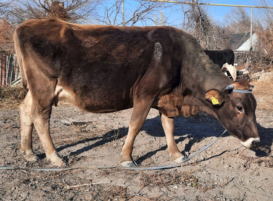 Сиыр сатылады Шелек
