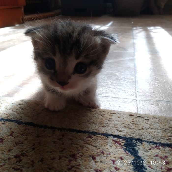 Продам вислоухих котят