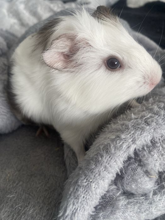 Мъжко морско свинче