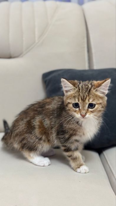 Отдам котят в хорошие руки