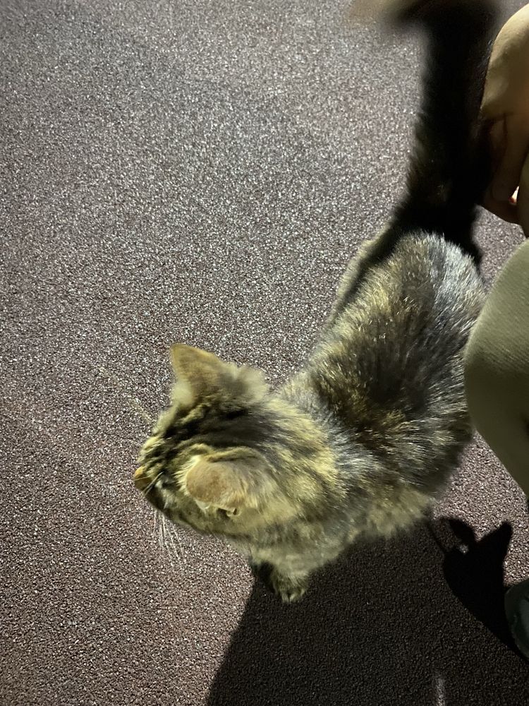 Кошка в Триатлон парк