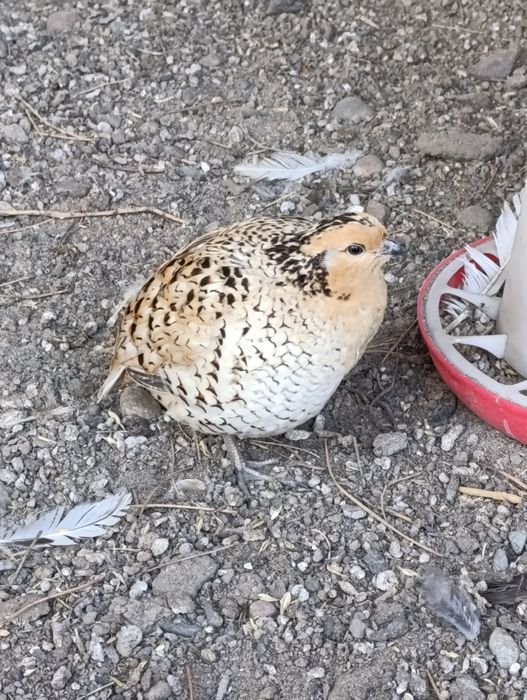 Виргинская перепелка