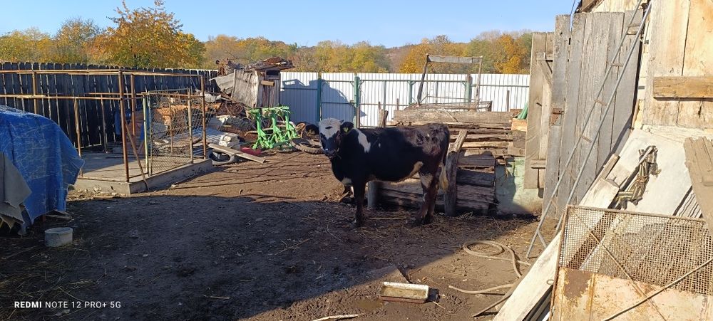 Vitea Bălțată românească