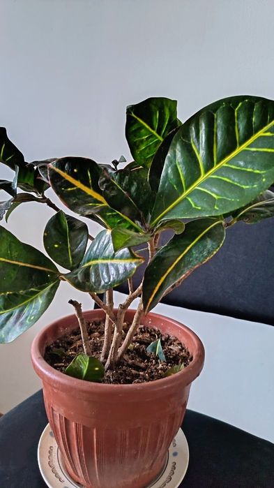 Цветы,    Кратон