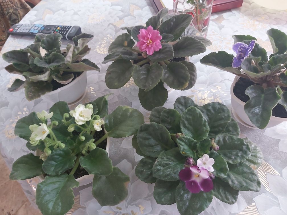 Продам коллекции фиалок
