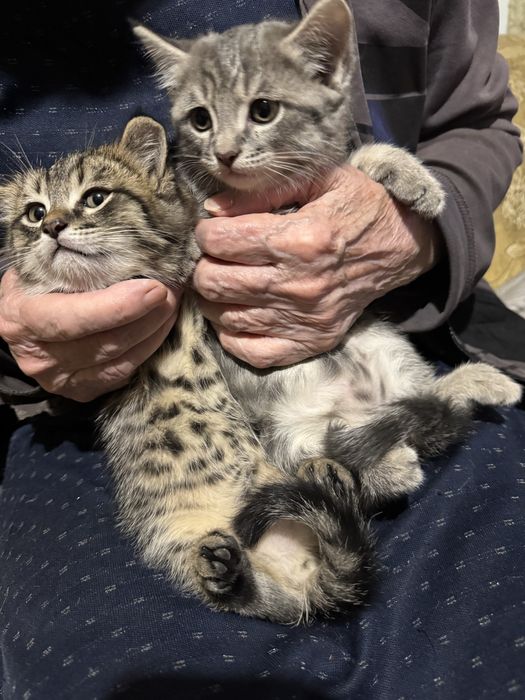 Отдам котят в добрые руки