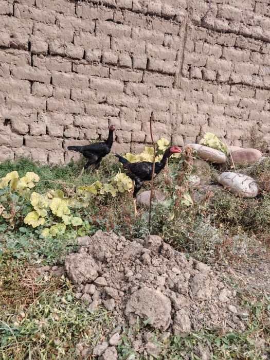 Dakan jojalar sotiladi Apireldi oxirida chiqqan soglom