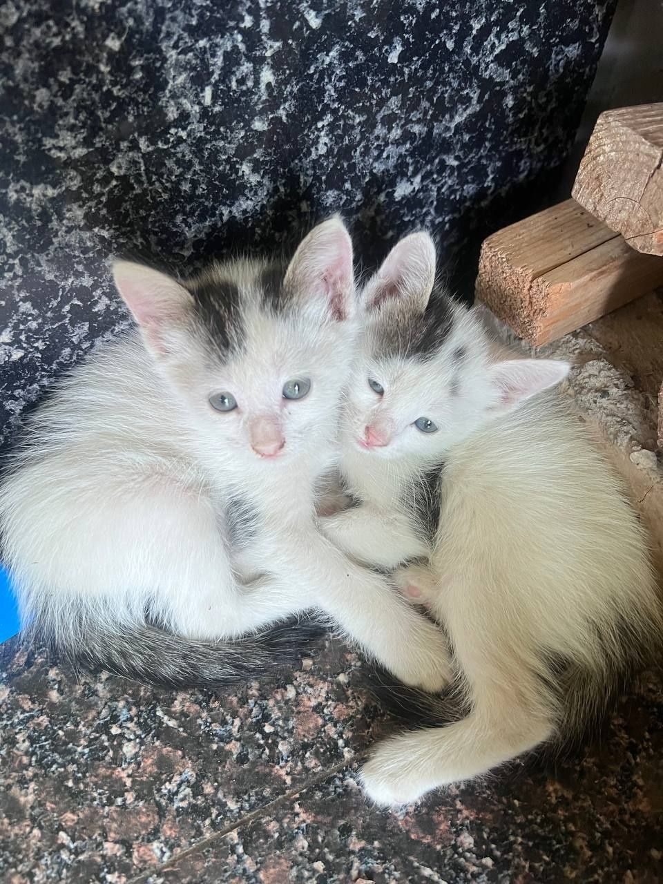 Продаётся котята