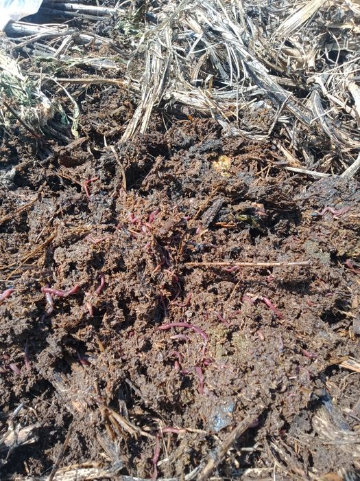 Биогумус сатамын.