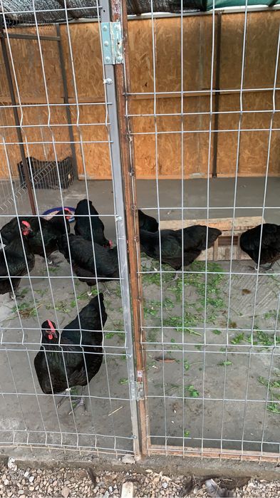 Oua pentru incubat rasa australorp