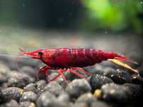 20 + 8 bonus Neocaridina Red Sakura grade creveti, Conuri de arin
