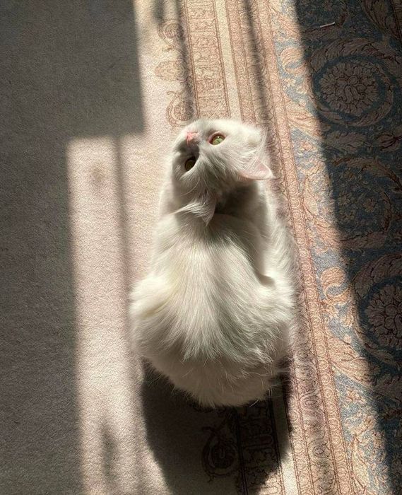 Кошка Мушук Пшак