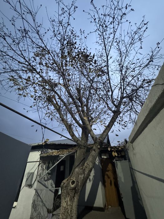 Грецкий орех дерево