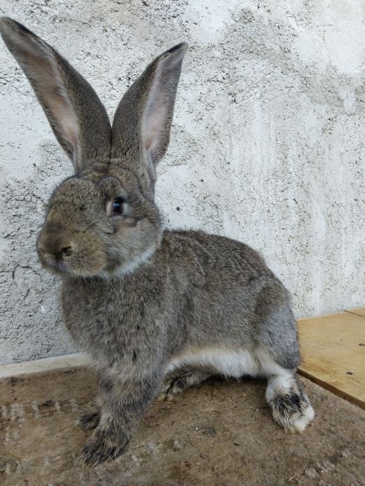 Masculi urias german