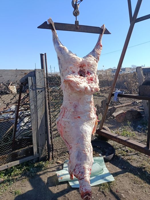 Мясо халал баранина овца