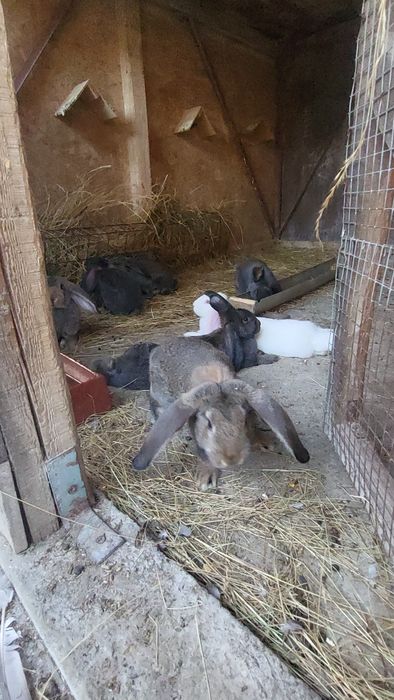 Berbec German in vârstă de 4 luni