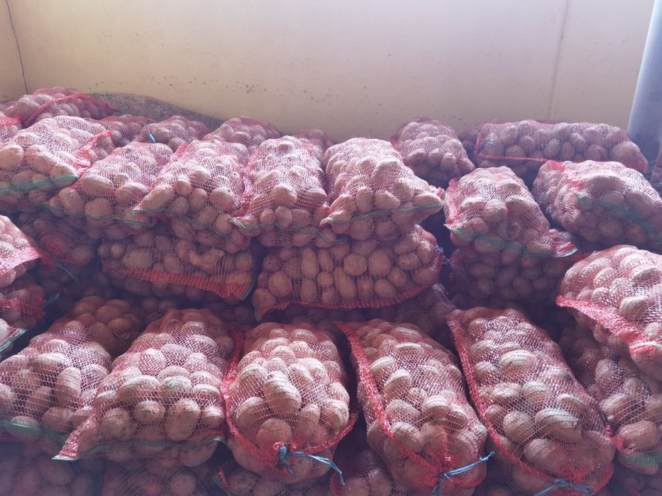 Cartofi albi-fagaras