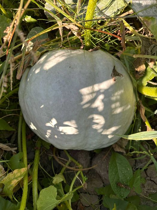 Dovleci/bostani/ludai plăcintari românești Tudor