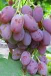 Vita de vie nobila soiuri roze